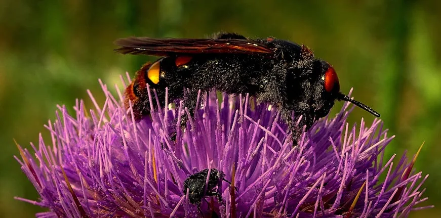 La solitaire (Scolie des jardins). Crédit photo Roland