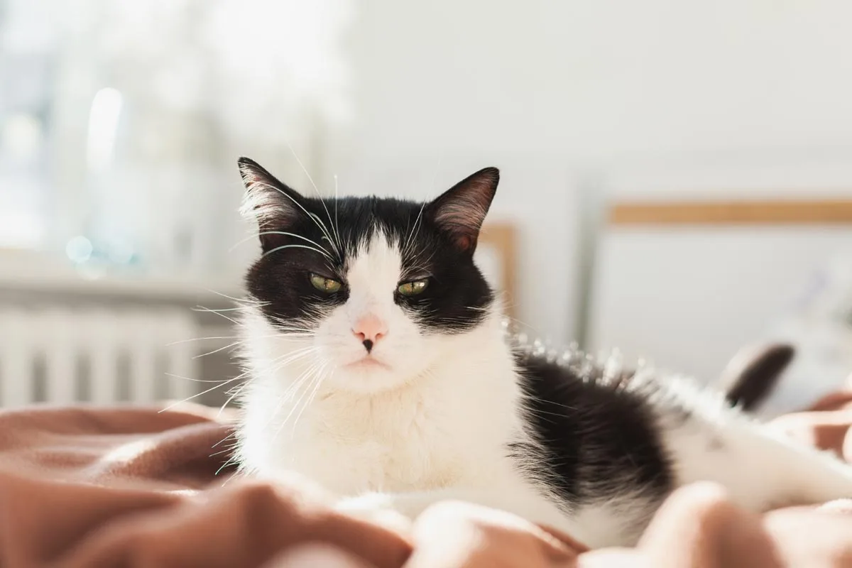 La maladie de Lyme chez le chat