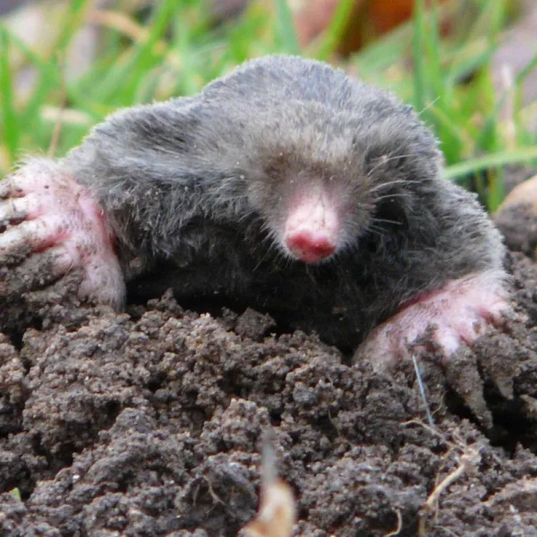 Taupes dans le jardin. Crédit photo Jacques Chibret