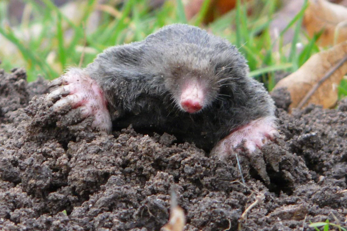 Taupes dans le jardin. Crédit photo Jacques Chibret