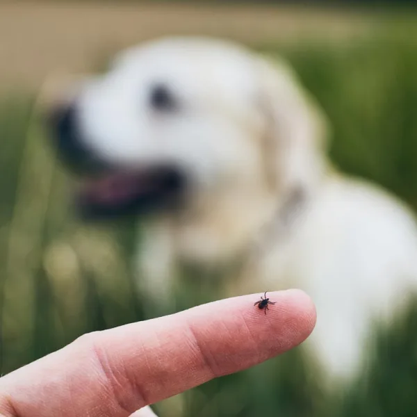 Traiter les tiques chez les chiens et les chats