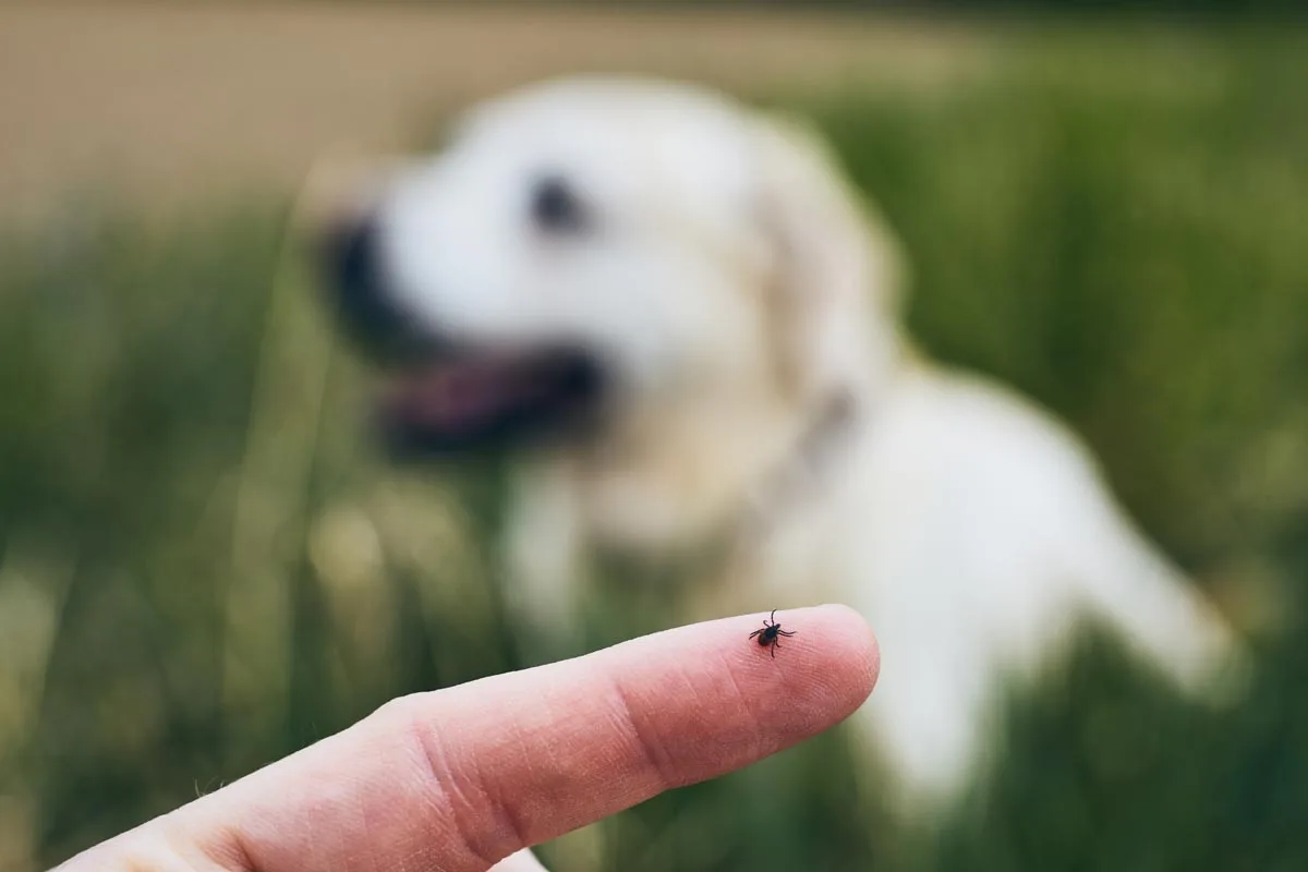 Traiter les tiques chez les chiens et les chats