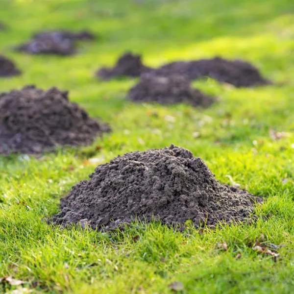 Qu’est-ce qui pousse les taupes à revenir ?