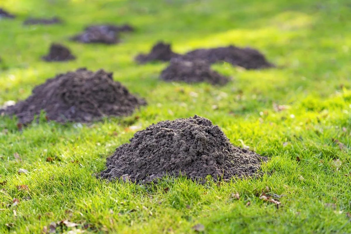 Qu’est-ce qui pousse les taupes à revenir ?