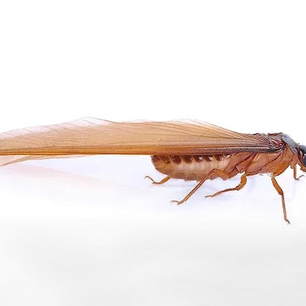 Termite ailé