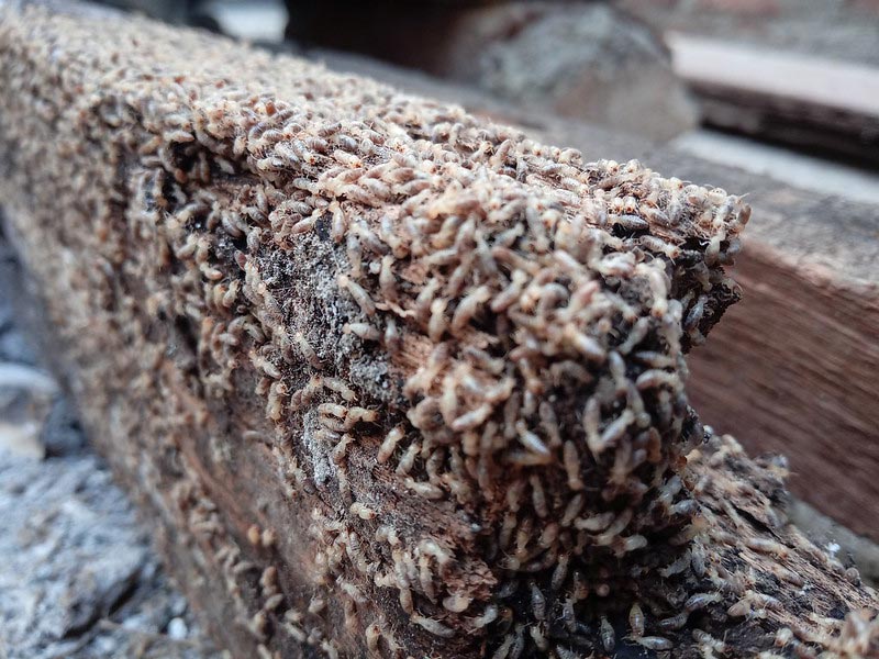 Bois rongé par les termites