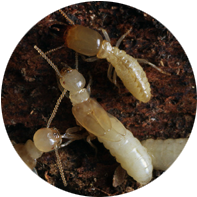 Termites