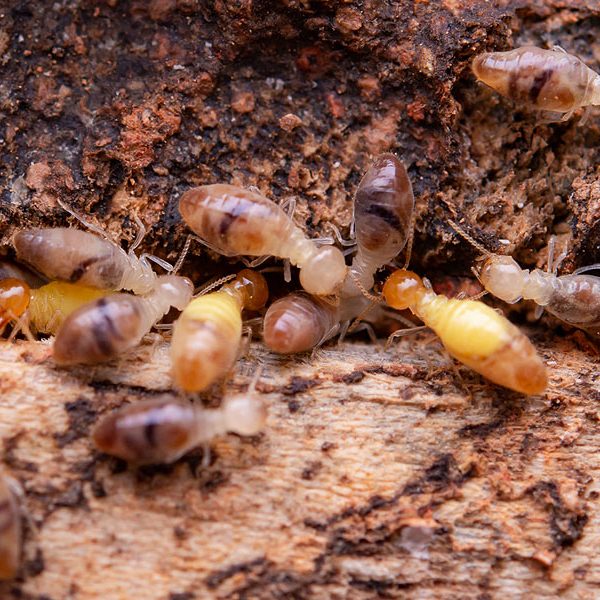meilleur produit anti-termites