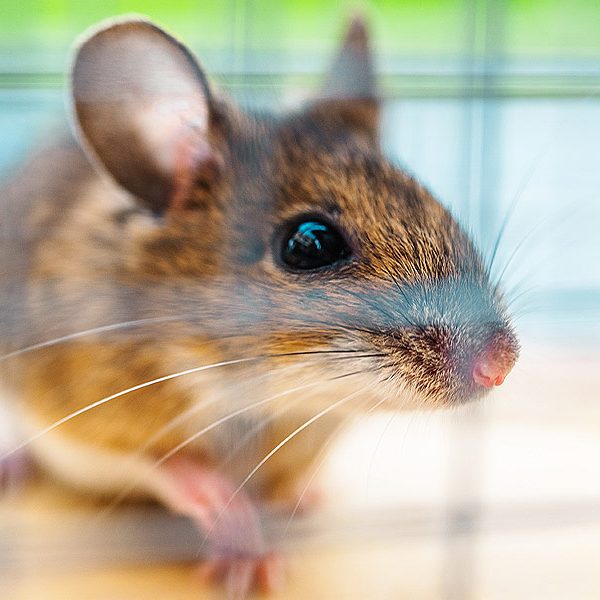 meilleur piège à souris