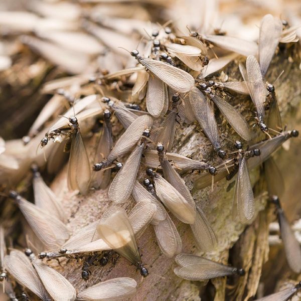Termites : êtes-vous couvert par votre assurance habitation ?