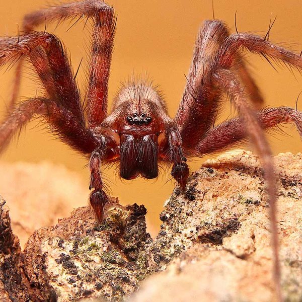Est-ce que les araignées hibernent ?