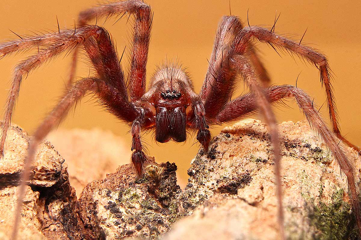 Est-ce que les araignées hibernent ?