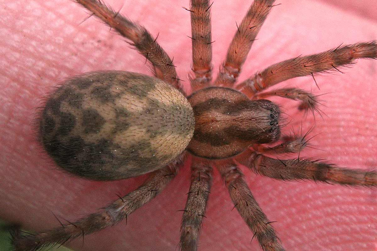 araignée domestique en gros plan