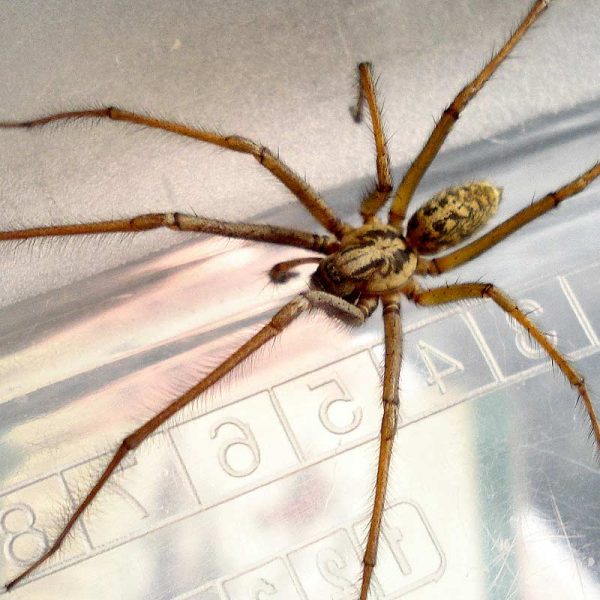 Pourquoi les araignées sont-elles plus nombreuses en hiver ?