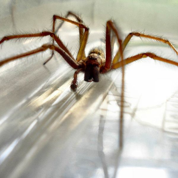 Est-ce que les araignées survivent au froid ?