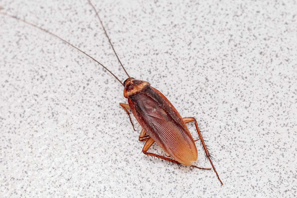Pourquoi la présence d’insectes rampants est accrue l'hiver ?