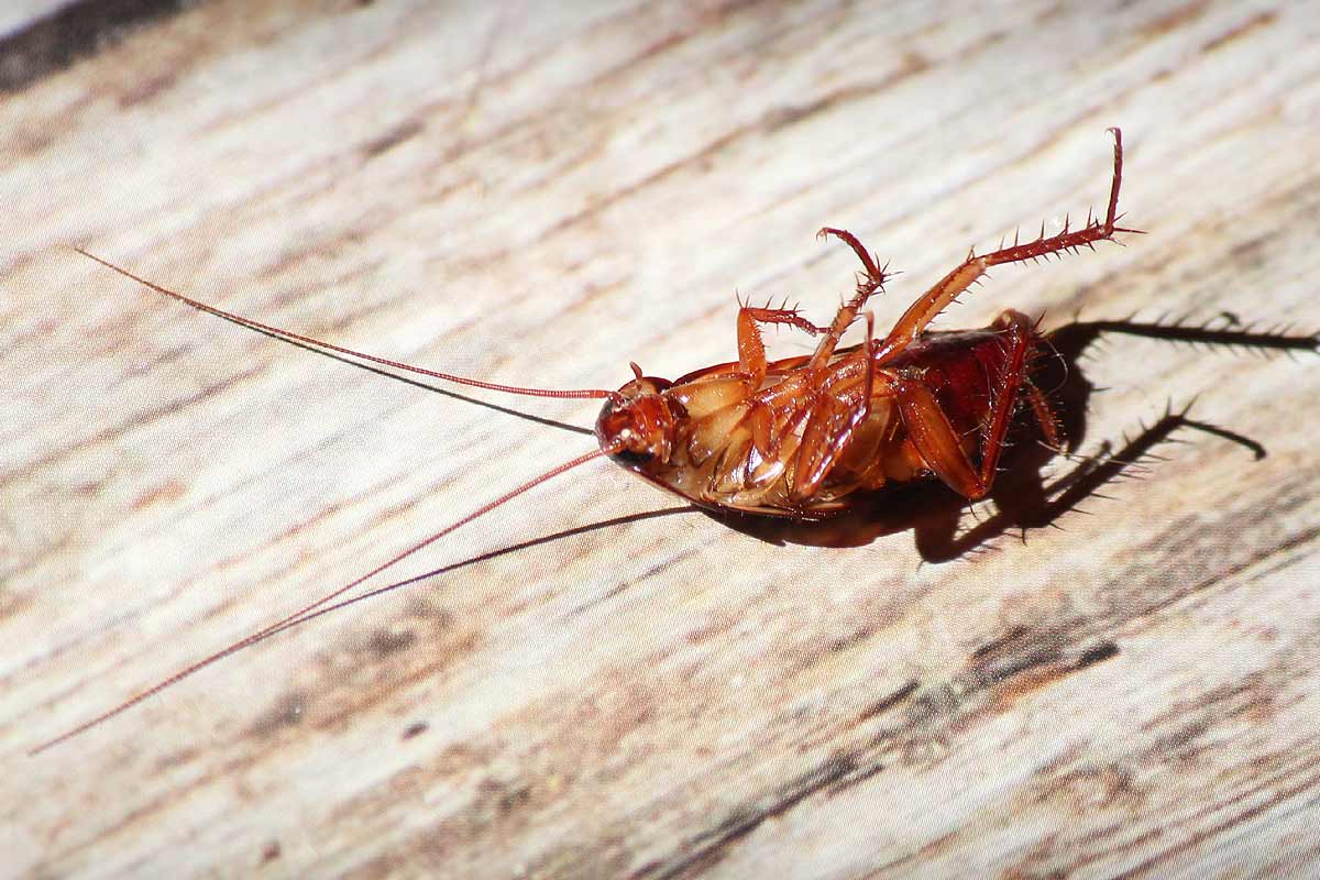 Cafard retrouvé mort dans la maison