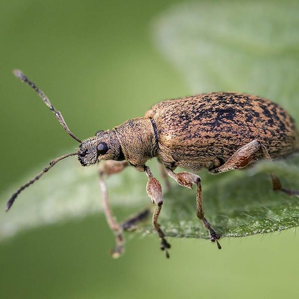 Comment lutter contre les charançons des jardins ?