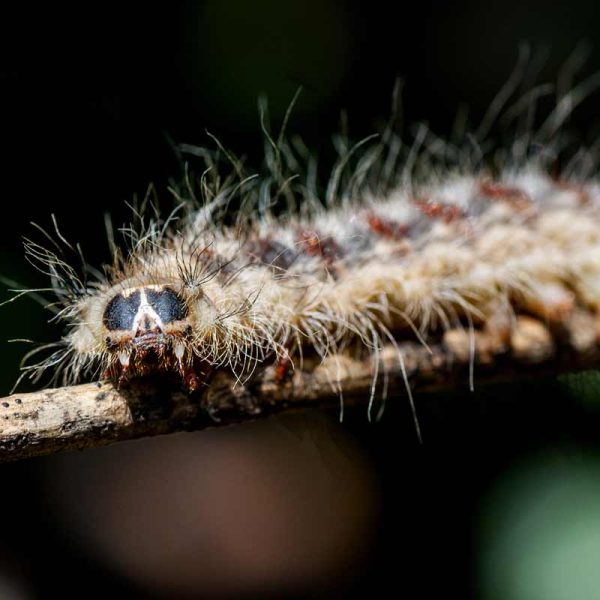 Quel traitement contre la chenille processionnaire du pin ?