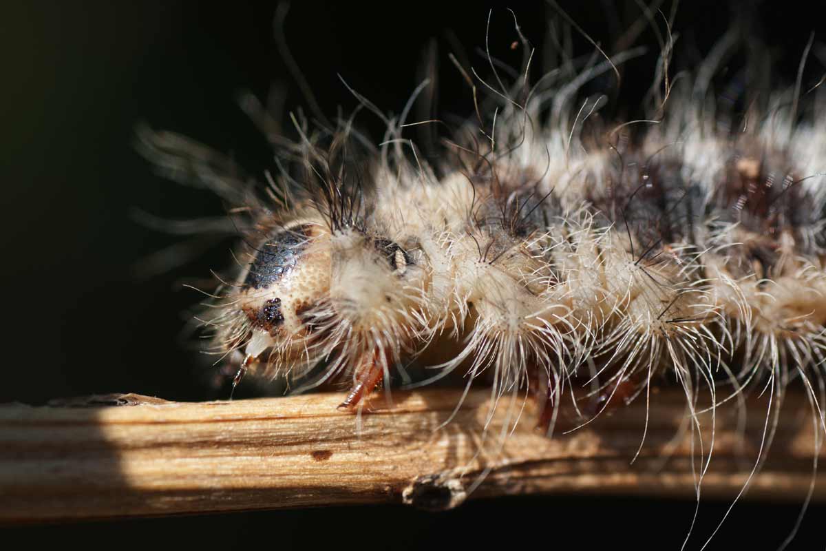 Gros plan sur la tête d'une chenille processionnaire du pin
