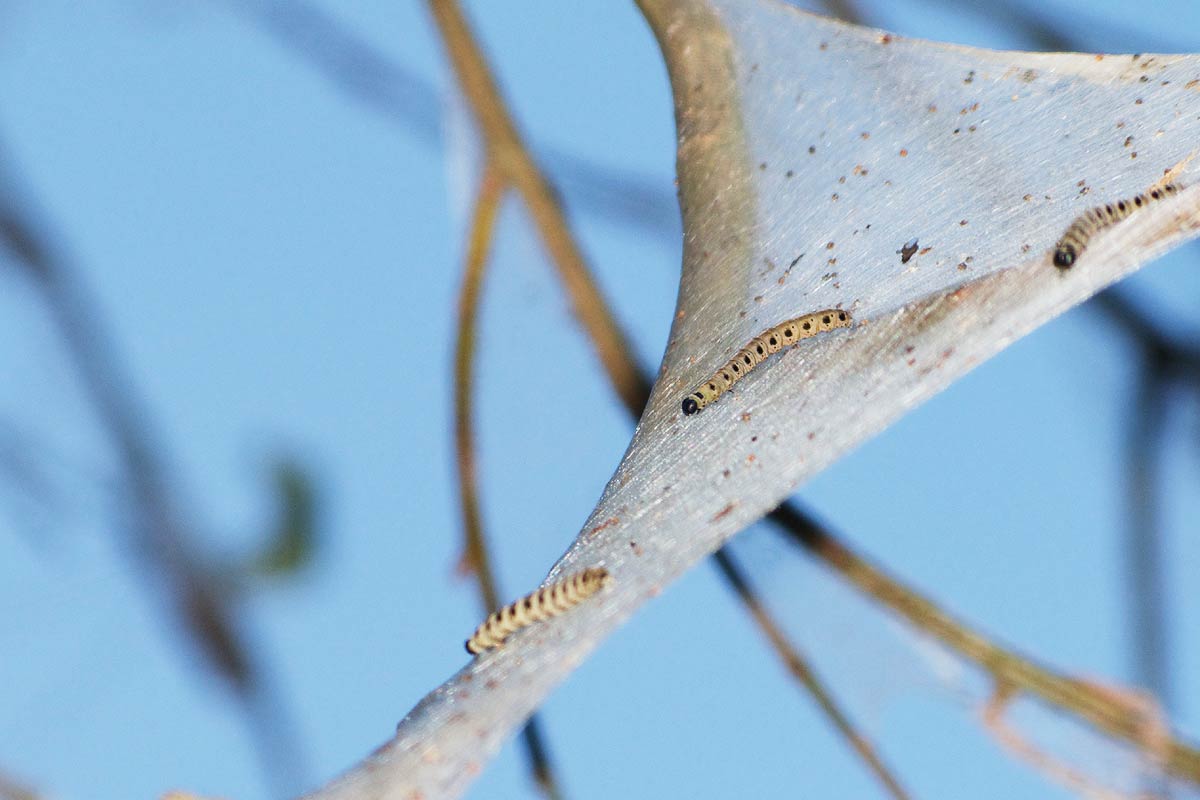 Nid d’hiver de la chenille processionnaire : le bon indicateur d'une infestation