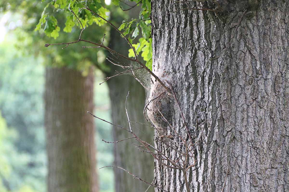 Nid de la chenille processionnaire sur un tronc.