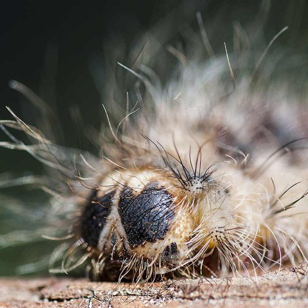 Quelle piège pour la chenille processionnaire du pin ?