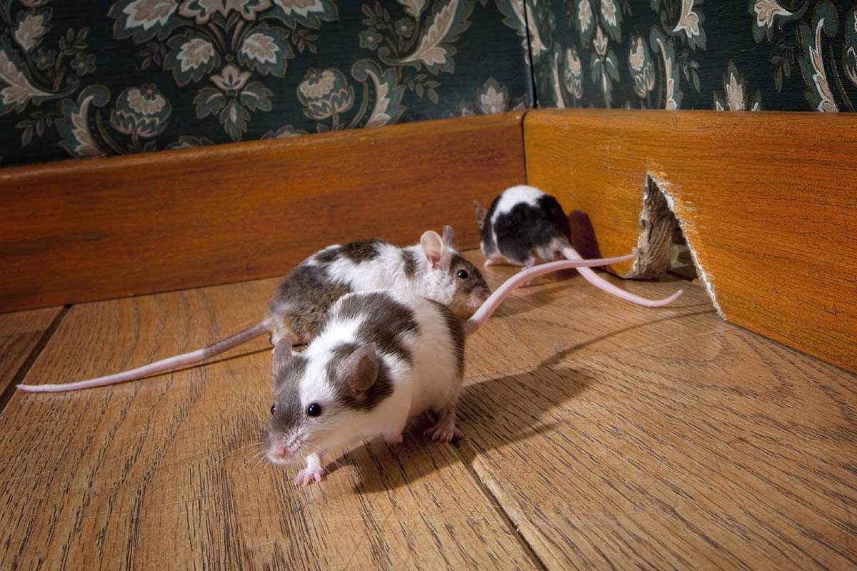 Les souris rentrent au chaud durant l'hiver !