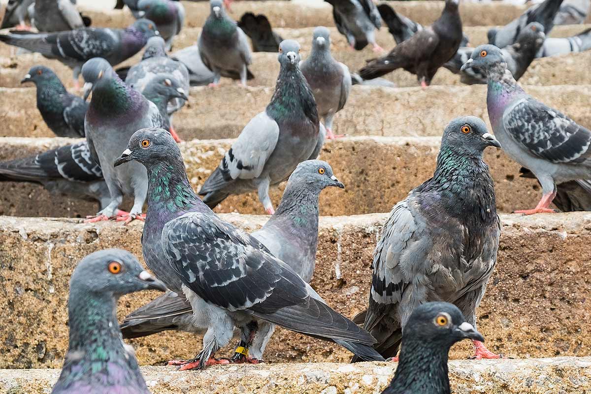 Repousser les pigeons en hiver.