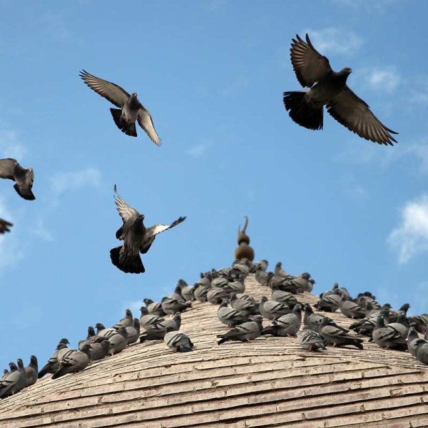 Comment repousser les oiseaux nuisibles en hiver ?