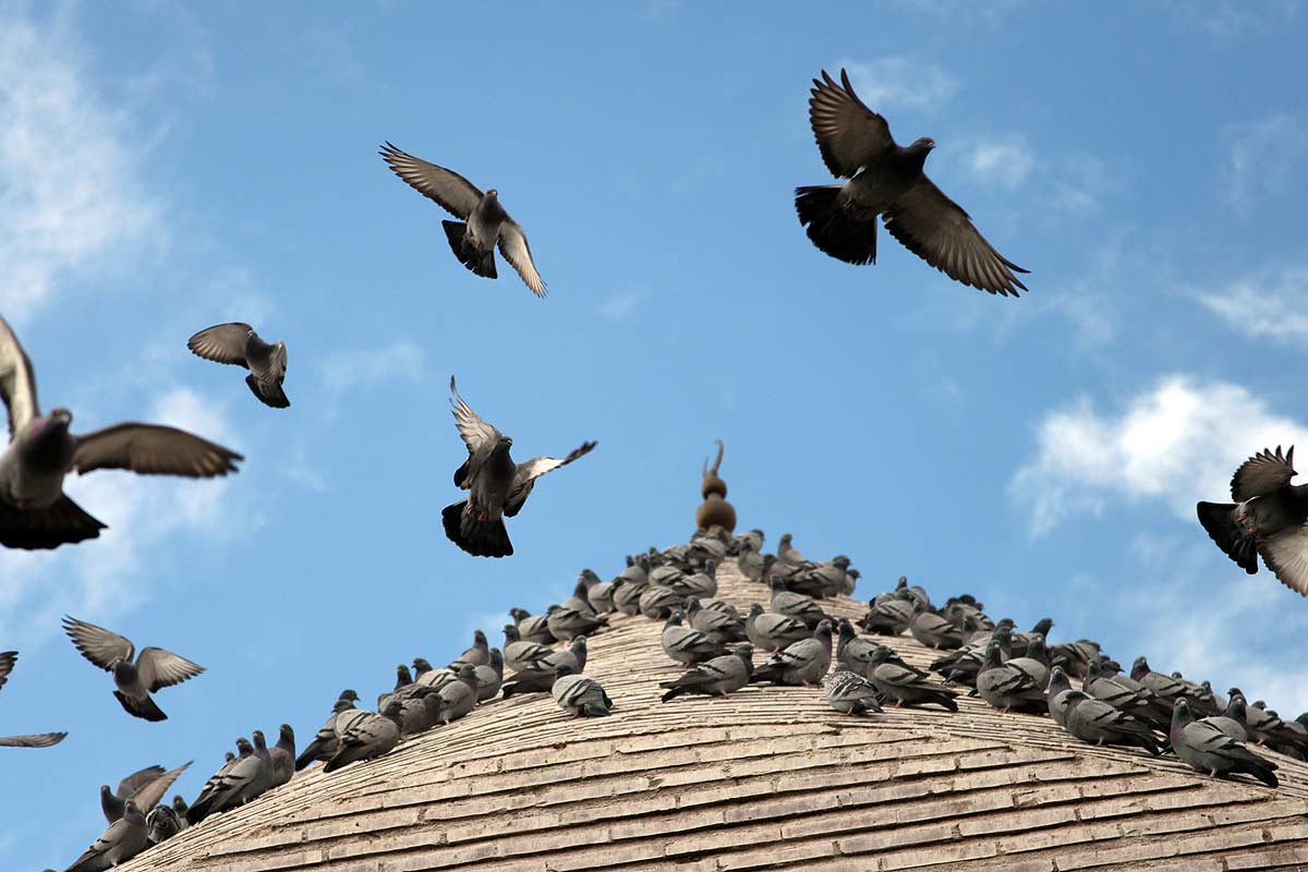 Comment repousser les oiseaux nuisibles en hiver ?