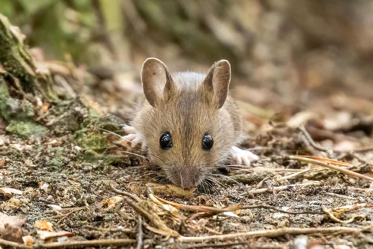 Rongeur présent dans le jardin l'hiver.