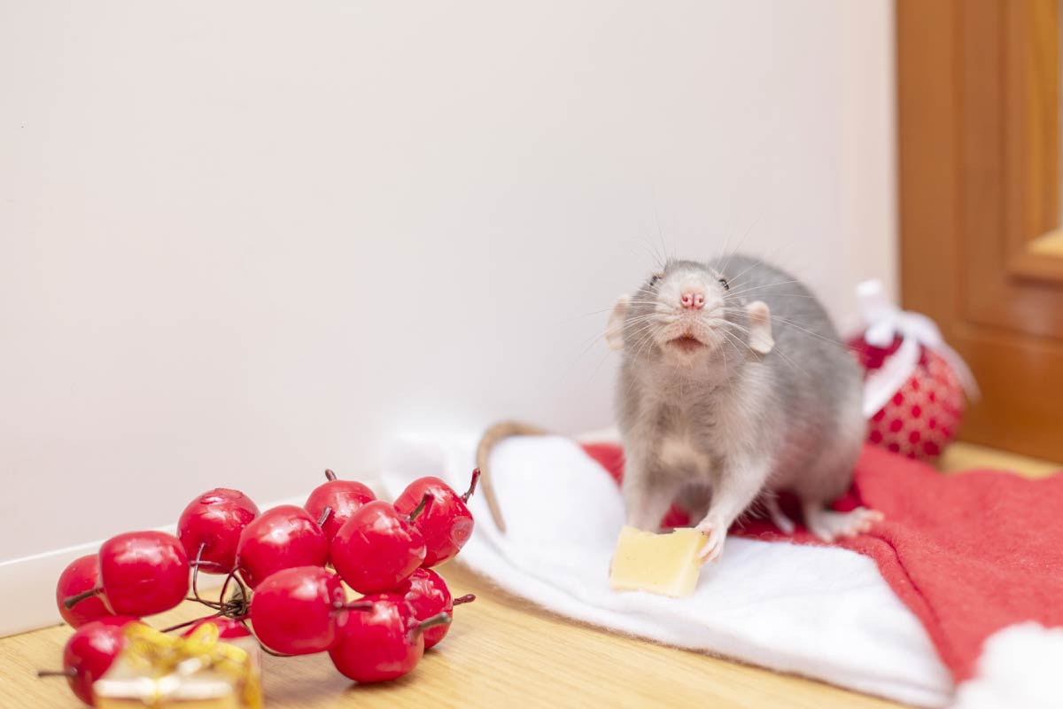 Infestation de rongeurs pendant l’hiver.