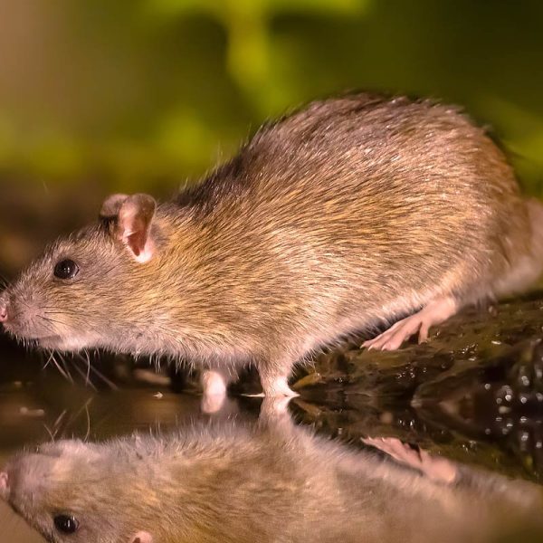 Les infestations de rongeurs augmentent-elles pendant l’hiver ?