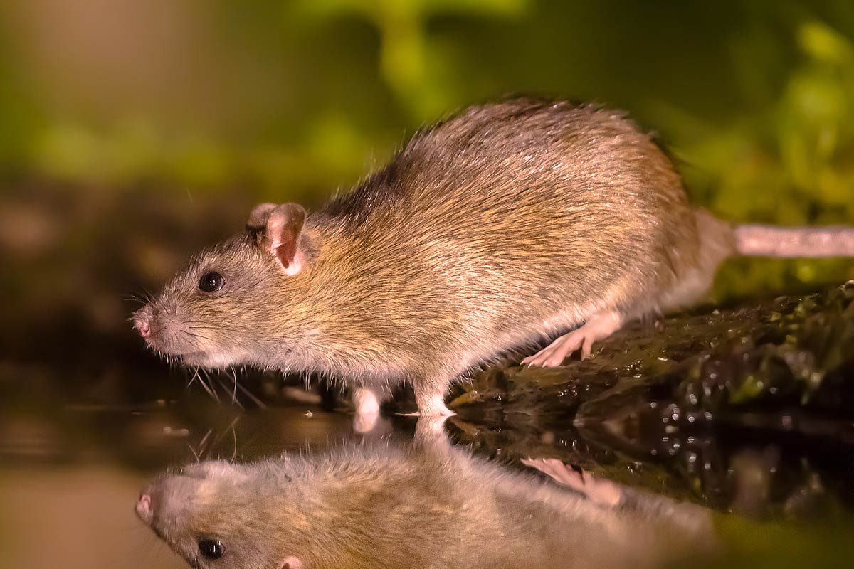 Les infestations de rongeurs augmentent-elles pendant l’hiver ?