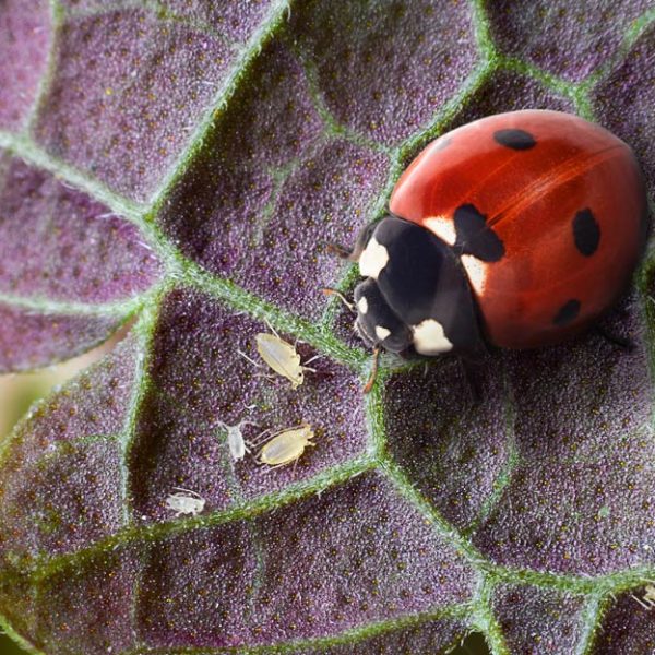 Les coccinelles : alliées naturelles anti-pucerons