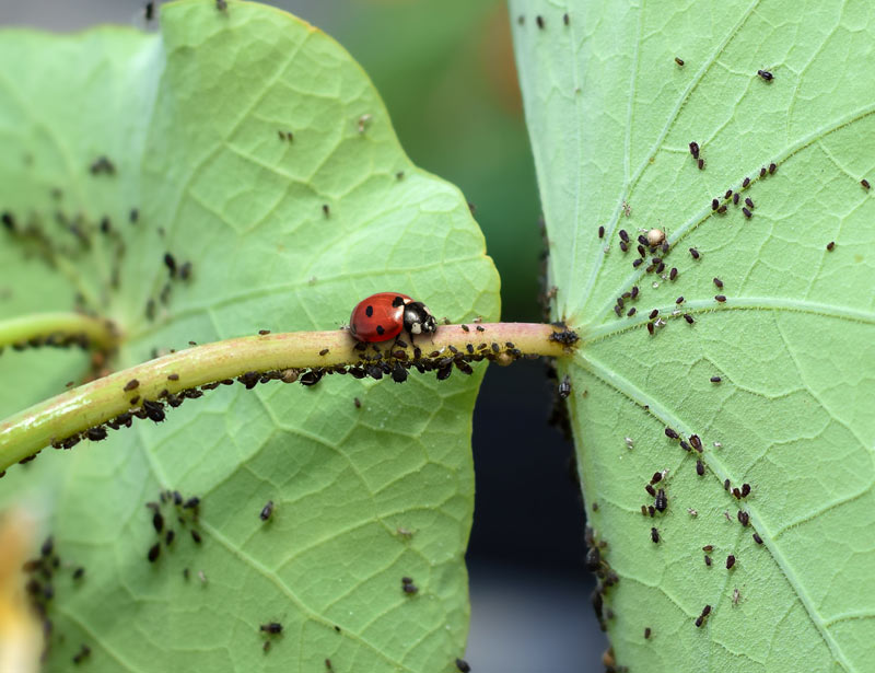 Une coccinelle se nourrit de pucerons.