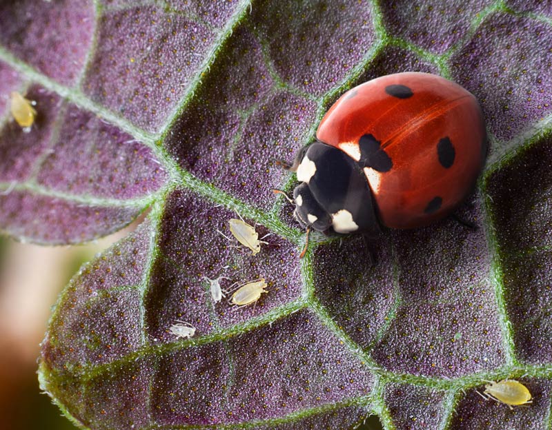 Les coccinelles : alliées naturelles anti-pucerons