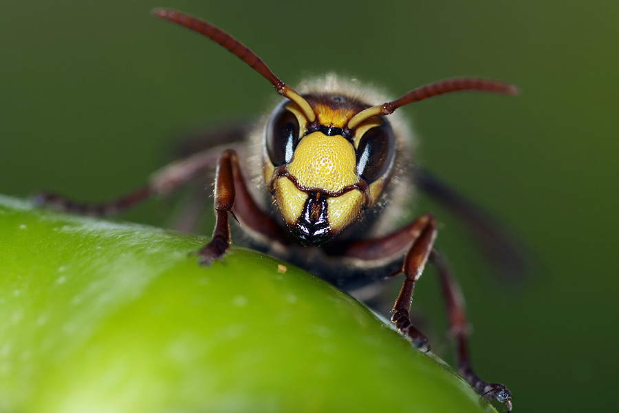 Frelon asiatique en gros plan (vue macro)
