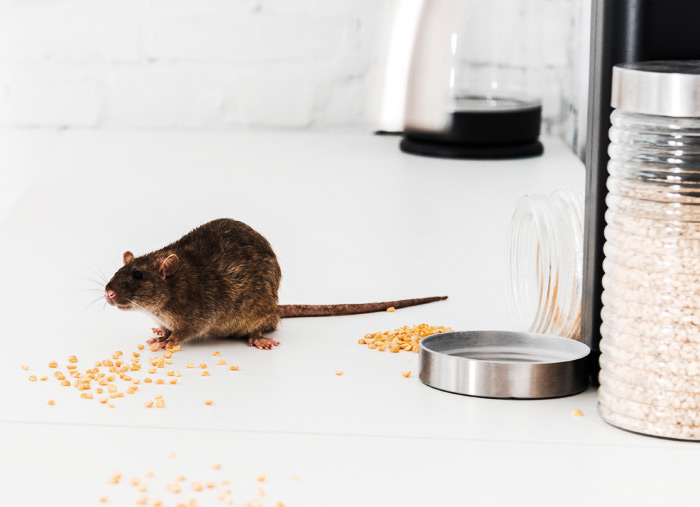 Maison envahie de rats.
