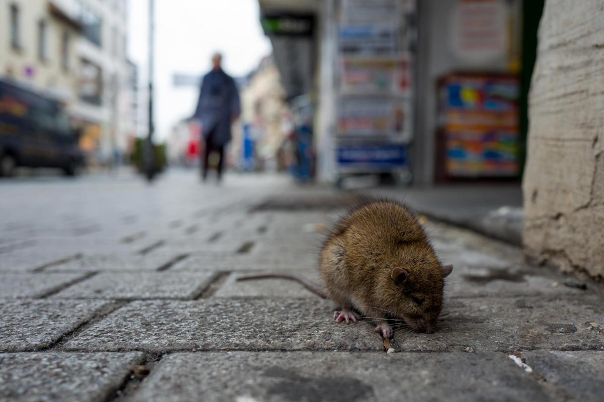 Rats