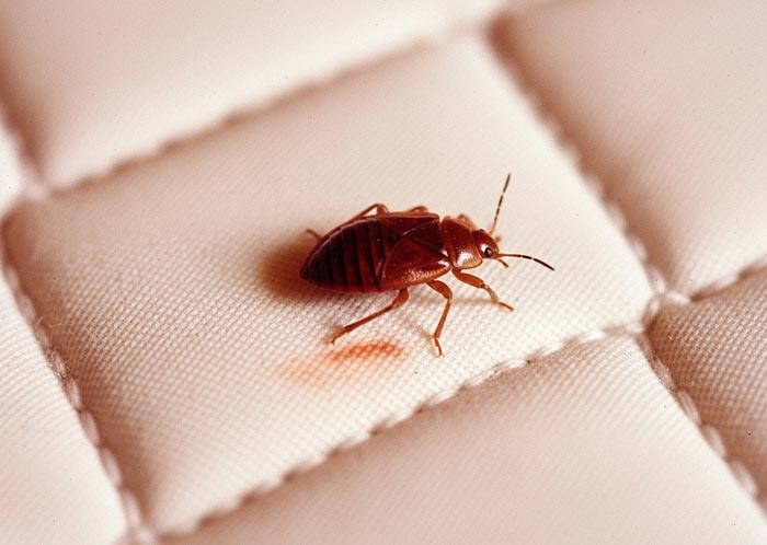 Punaise de lit sur un matelas.